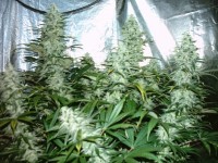 Nirvana Northern Lights Autoflowering Feminised picture
