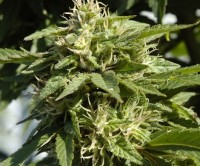 Nirvana Papaya Feminised  - 5 picture