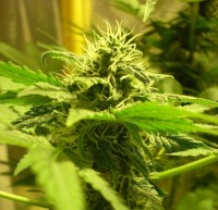 Nirvana Royal Flush Feminised  - 5 picture