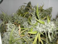 Nirvana Sterling Haze Feminised  - 5 picture