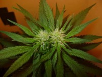 Nirvana Super Skunk Feminised  - 5 picture