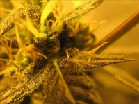 Nirvana White Rhino Feminised  - 5 picture