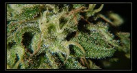 Nirvana White Widow Feminised  - 5 picture
