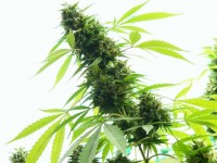 NL5 Haze Mist Feminised picture