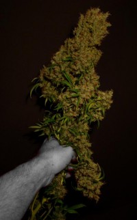 NL5 x Afghan picture
