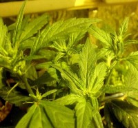 NL5 x Haze picture