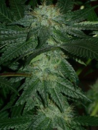 NL5 x Skunk picture