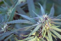 NL#5 x Haze Feminised picture