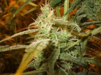 Nordle (Afghan Skunk) picture