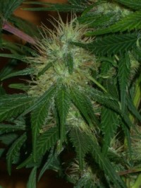 Northern Lights picture