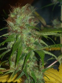 Northern Lights picture