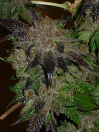 Northern Lights x Skunk #1 picture