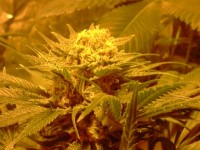 Number One Autoflowering Feminised  - 3 picture