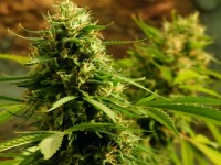 OG 18 x Skunk picture