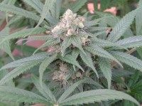 OG Kush Feminised picture