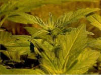O.G. Kush Feminised picture