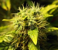 OG Kush Feminised picture