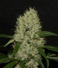 OG Kush Mix (5 Feminised + 1 regular) picture