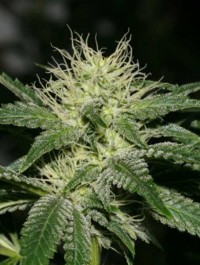 OG Kush - Lemon Larry picture