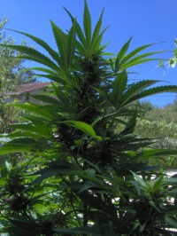 Old Time Bubba Kush - 10 picture