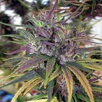 Oldtimer's Haze picture