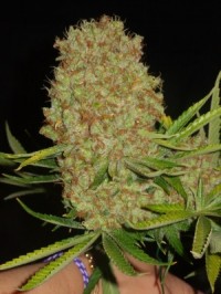 Opium Feminised picture