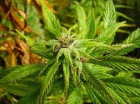 Orange Bud Feminised picture
