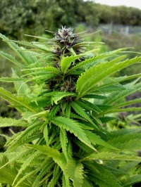 Orange Bud Feminised picture