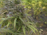 Original Afghani #1 picture