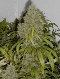 Original Amnesia Automatic Feminised picture