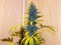 Original Haze picture