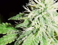 Original Skunk #1 picture
