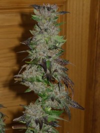 Original Sour Diesel picture
