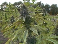 Original White Widow (IBL) Feminised picture
