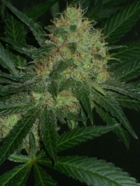 Ortega Indica Feminised picture