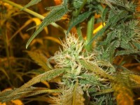 Outdoor Grapefruit Feminised picture