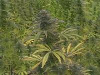 Outdoor Mix picture