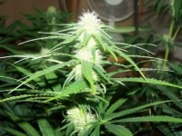 Outdoor Mix picture
