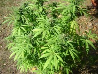 Pakistan Chitral Kush picture