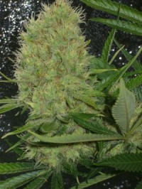 Pandora Autoflowering Feminised picture