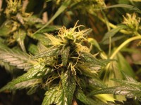Pineapple Chunk Feminised picture