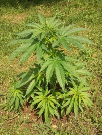 Pineapple Express Auto Flowering Feminised picture