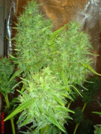 Pineapple Funk picture