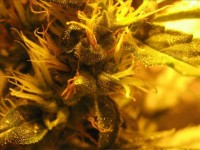 Polarlight #2 Autoflowering Feminised picture