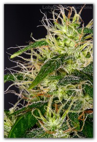 Polarlight Autoflowering Feminised picture