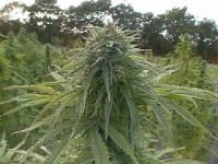 Pot of Gold  - 10 picture
