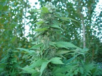 Pot of Gold picture