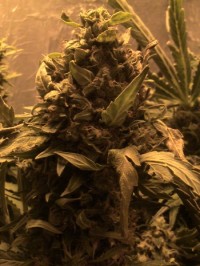 Power Skunk Automatic Feminised picture