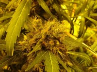 Power Skunk Feminised picture
