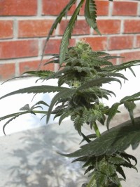 Power Skunk Feminised picture